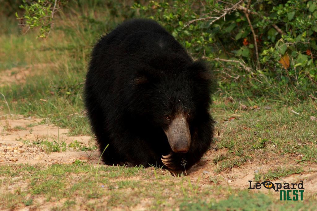 Hotel Leopard Nest - Glamping In Yala Extérieur photo