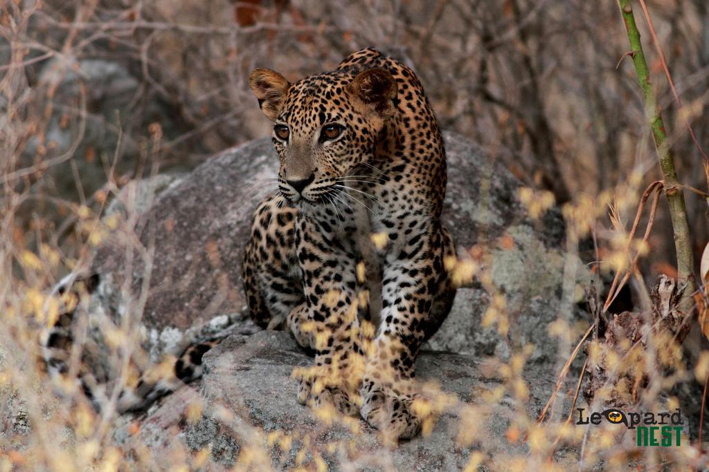 Hotel Leopard Nest - Glamping In Yala Extérieur photo